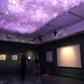 Esther Rolinson Exhibition