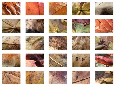 Blog | Autumn Leaves