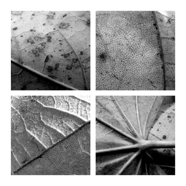 Leaves