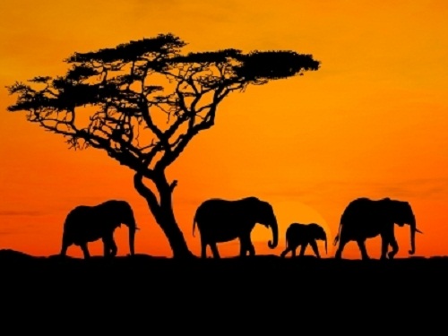 Safari